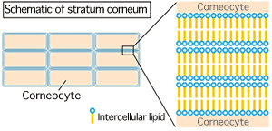 Fig. 1 Schematic of stratum corneum