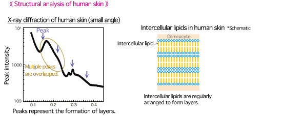 Fig. 2 State of intercellular lipid layer