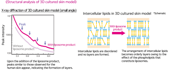 Fig. 2_1 State of intercellular lipid layer