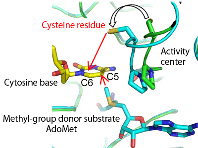 Fig. 2  Positional relationship between cysteine residue at catalytic center and substrate cytosine base