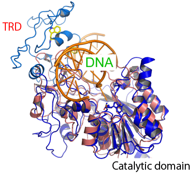 Fig. 3  Model of complex of catalytic domain and DNA