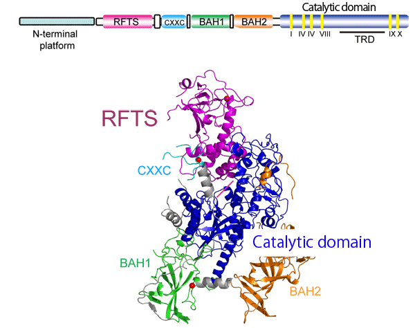 Fig. 1  Crystal structure of mouse Dnmt1 (2.75 Å)