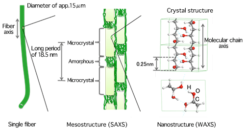 Fig.4 Layered structure of vinylon single fiber