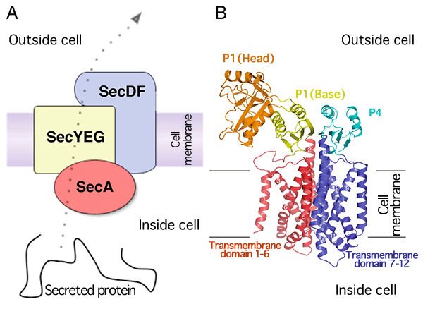 Fig.1：Transmembrane transport of protein and detailed structure of SecDF.