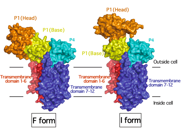 Fig. 2 F form and I form of SecDF