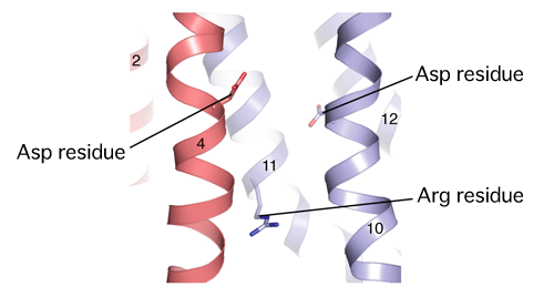 Fig. 3 Amino acid residues important for SecDF function