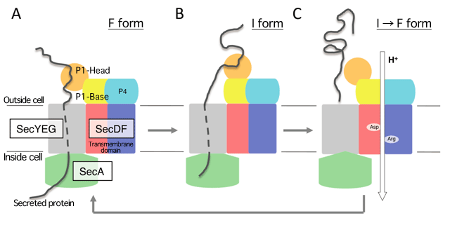 Fig.4 Model of SecDF function enhanced by proton motive force (PMF)