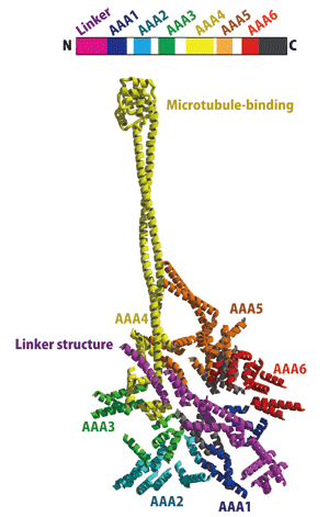 Fig. 1	Entire structure of cytoplasmic dynein