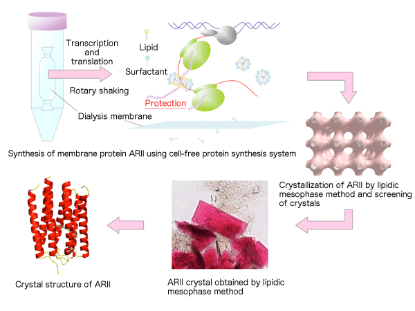 Fig. 1	Flowchart from cell-free protein synthesis of ARII to analysis of ARII crystal structure