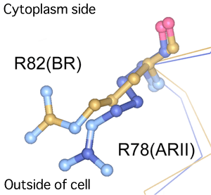 Fig. 2 	Comparison of site related to proton transport between ARII and bacteriorhodopsin (BR)