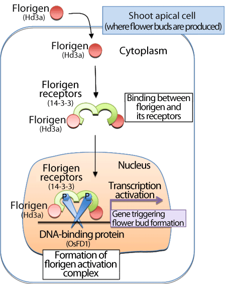 Fig. 1 Mechanism of flowering by binding between florigen and its receptors in shoot apical cells