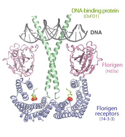 Fig. 2 Crystal structure of florigen activation complex