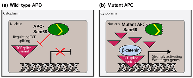 Fig. 1 Role of APC-Sam68 complex in Wnt signal*3 transmission