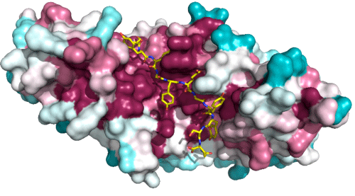 Fig. 2 Crystal structure of complex of Arm domain of APC and tyrosine-rich domain of Sam68