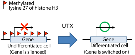 Fig. 1 UTX switching gene from off to on