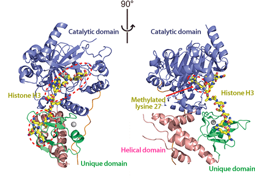 Fig. 2 Three-dimensional structure of UTX bound to histone H3