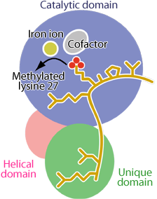 Fig. 3 Schematic of UTX bound to histone H3