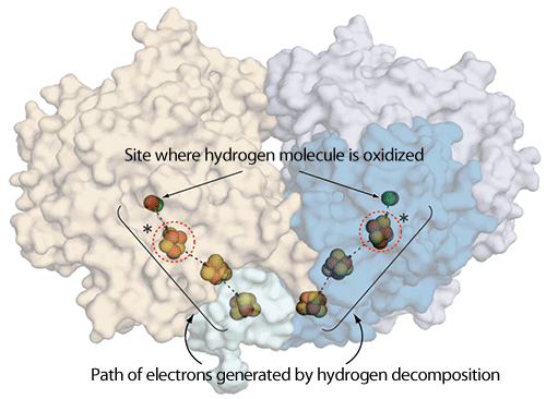 Fig. 1 Entire image of membrane-bound hydrogenase
