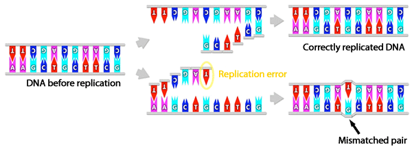 Fig. 1  Mechanism underlying formation of mismatched pairs owing to errors in DNA replication