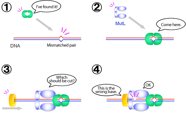 Fig. 2  Role of MutL in mismatch repair system