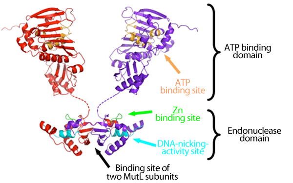 Fig. 3  Molecular structure model of MutL