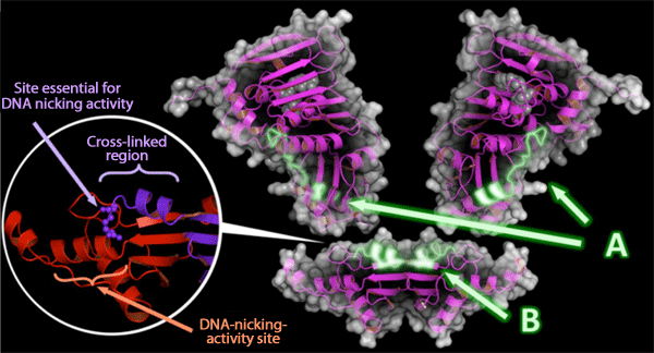 Fig. 4  Contact region between MutL domains