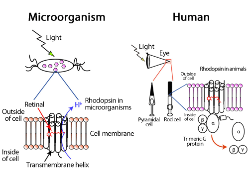 fig.1