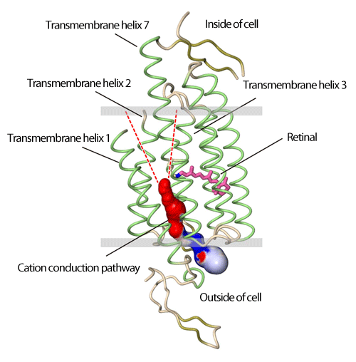 fig.4