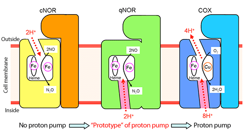 Fig. 2  Comparison of proton transfer pathway