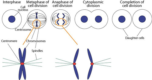 Fig.1 Cell division and chromosome behavior during cell division