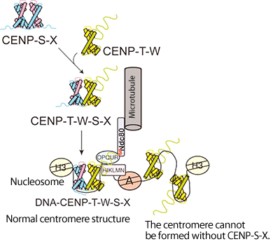 Fig.2