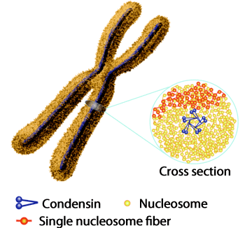 Fig.1