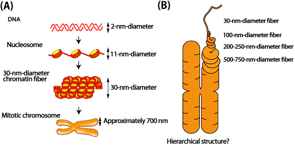 Fig.2