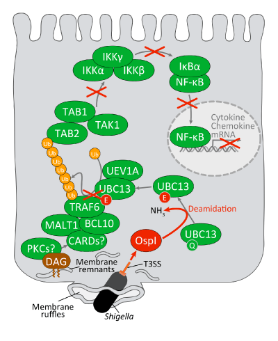 Fig.1. Inflammatory suppression mechanism of Shigella through OspI