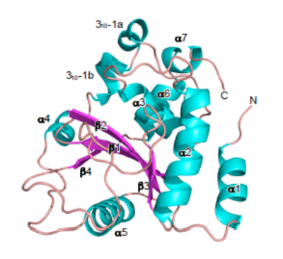 Fig.2. Steric structure of OspI