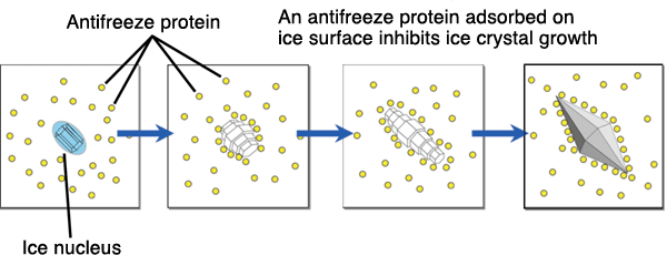 How an antifreeze protein inhibits ice crystal growth (schematic illustration)