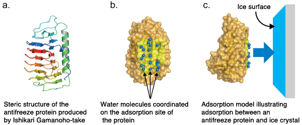 Fig.1.