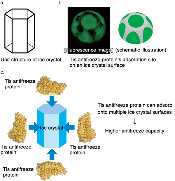 Fig.2.