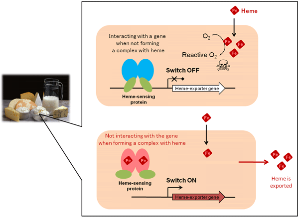 Fig.1. Mechanism that controls the intracellular heme concentration in Lactococcus lactis