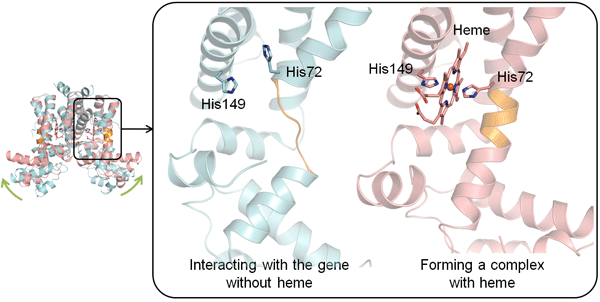 Fig.2. Difference in the 3-dimensional structure, upon heme binding