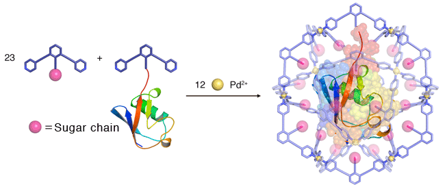 Fig.2. Synthesis of a spherical-shaped substance that contains a protein molecule as a whole within it.