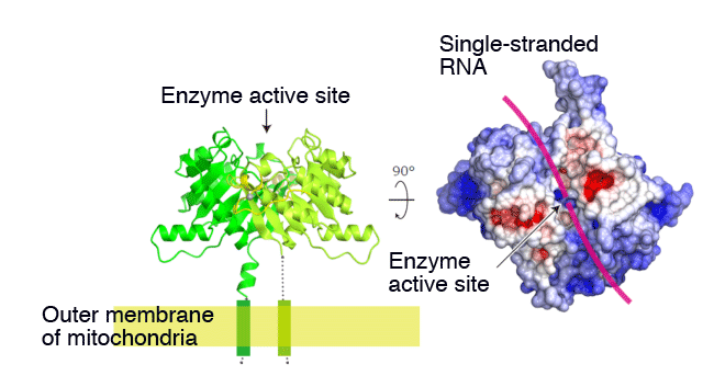 Fig.1 X-ray crystal structure of Zuc