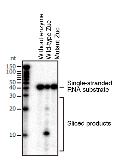 Fig. 2 RNA slicing activity of Zuc