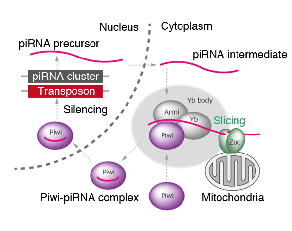 Fig. 3 piRNA production model