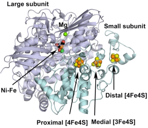Fig.1 Molecular structure of hydrogenase