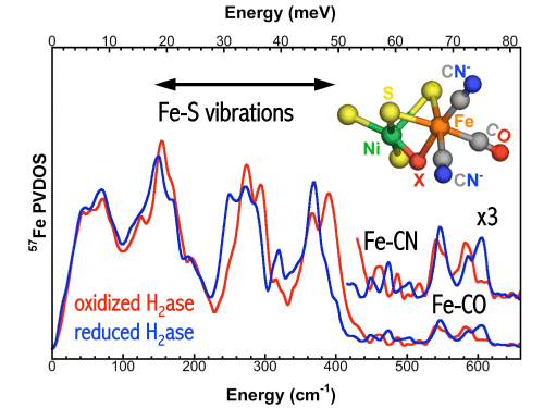 Fig.2 The NRVS spectrum of hydrogenase and the estimated active center structure