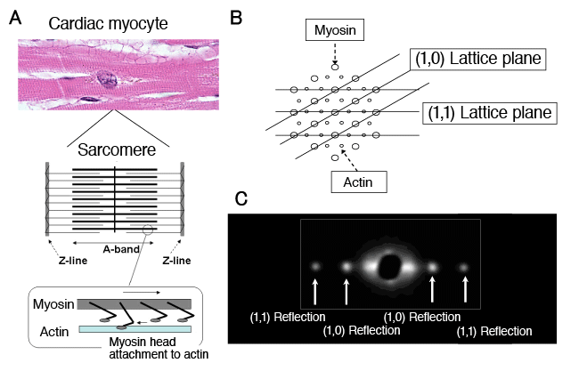 Fig. 3 Hexagonal lattice arrangement of cardiac contractile proteins and its X-ray diffraction pattern