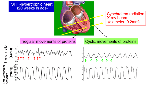 Fig. 4 Time traces of intensity ratio at different ventricular regions and left ventricular pressure, for 10-pulse period, in a spontaneously hypertensive rat (SHR).