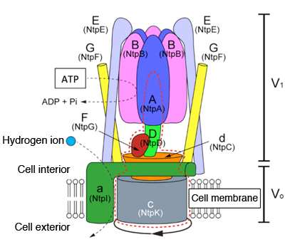 Fig. 1 Structural model of V-type ATPase