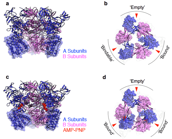 Fig. 2 X-ray crystal structure of the catalytically-active portion (A3B3 complex)
a) A3B3 complex crystal structure (side view)
